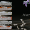 Promo Pelle Felice - ✨ Termini e Condizioni