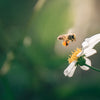 Ethical Grace e 3Bee: un impegno d’amore per la biodiversità e gli impollinatori